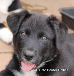 black and white Male,  border collie puppy